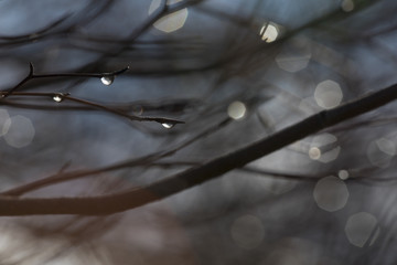 macro water drops on tree