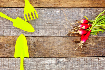 Flat Lay with gardening tools, shovel, spade, rake, bunch of radish on rustic wooden background. Spring or summer in garden, eco, nature, farm, horticulture hobby concept