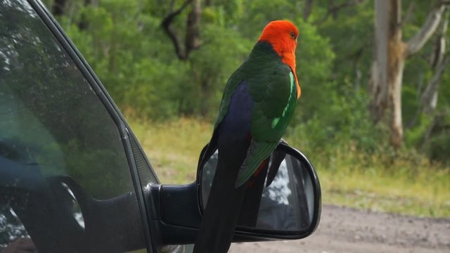 Australian King-Parrot Alisterus scapularis parrot bird standing on the mirror of a car