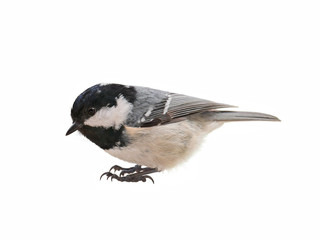Coal tit (Periparus ater). Titmouse isolated on white background