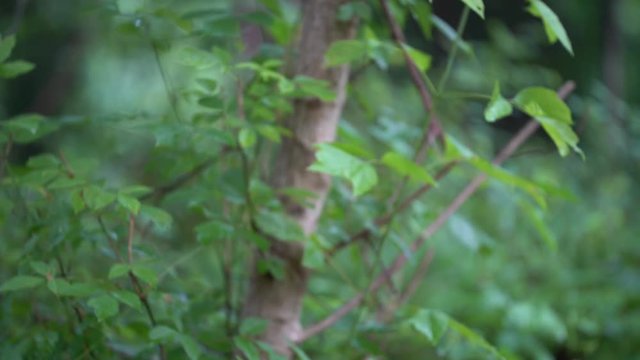 Baby Deer Walking in Woods