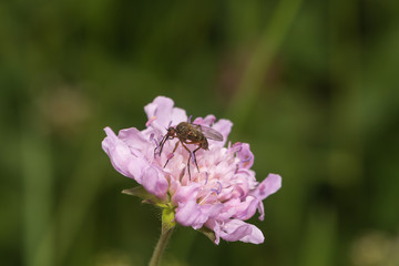 Helle Tanzfliege sitzt auf einer Scabiosenblüte