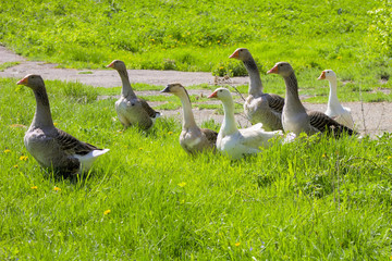 Guinea gooses outdoors.