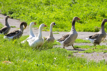Guinea gooses outdoors.