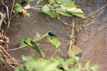 Libelle, Dragonfly, sitzt auf grünem Blatt am Wasserlauf