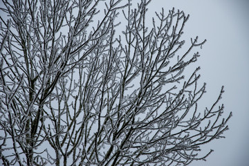 Fototapeta na wymiar Les branches d'un arbre pris dans le givre en hiver