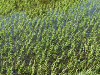 ６月の水田