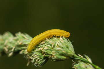 Raupe des Frühlingskreuzflüglers