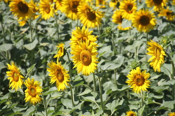 girasole