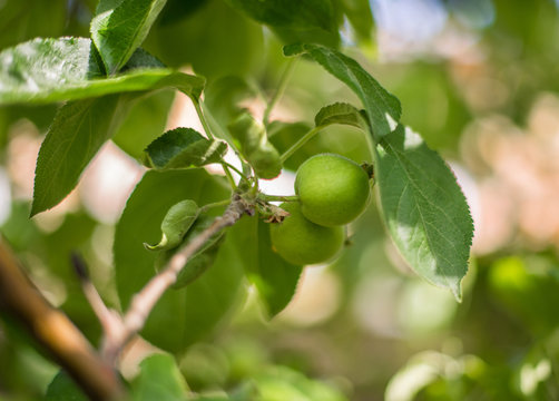 Small young green apples on a branch.