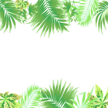 Tropical jungle vector background, frame with palm tree and leaves.