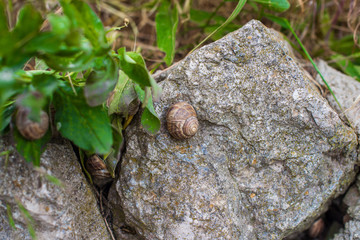Garden snails are hiding on the rocks in the foliage.