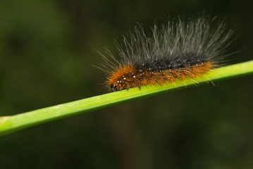 Raupe des Braunen Bärs