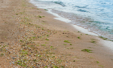 Shells on the sandy coastline of the sea