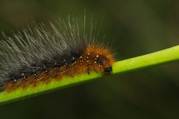 Raupe des Braunen Bärs