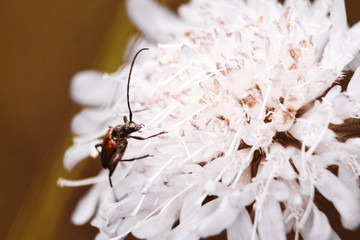 summer insects