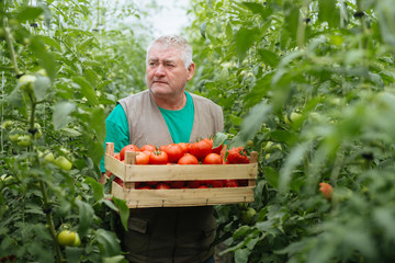 The farmer in the greenhouse holds a crates of fresh tomatoes