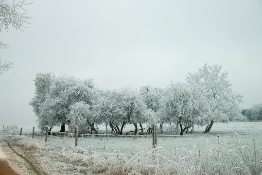 Bosquet d'arbre en hiver dans un champ cloturé
