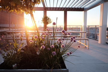 Roof top flowers