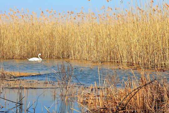 Swan in the lake in early spring against the background of dry bulrush