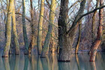 Poplar trees (tree trunks) standing in water of Danube river during a spring floods on a calm sunny...