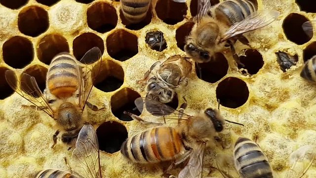 Honey Bees emerging from beeswax comb taking there first steps