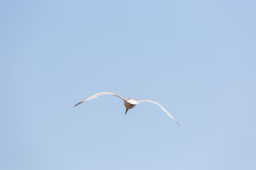Seagull
