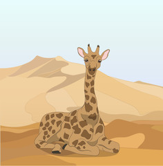 giraffe in the desert