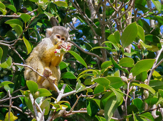 木の上のリスザル