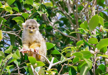 リスザル　木の上