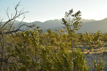 Mojave Desert landscape hills sunrise in valley, Pahrump, Nevada, USA