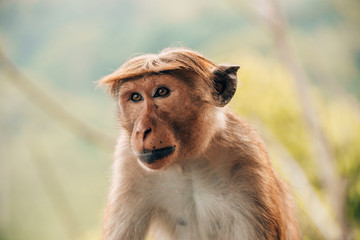 Portrait of a Monkey in Sri Lanka