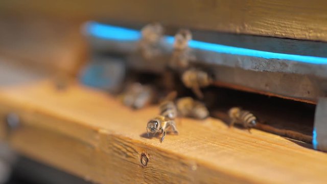 slow motion video apiary lifestyle. a swarm of bees flies into a hive collect the pollen bear honey. beekeeping concept bee agriculture. Honey bees swarming and flying around their beehive