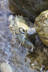 Aplysia dactylomela graze on rock in water. Spotted sea hare slug