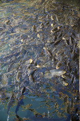 Fish Lake of Urfa, Balıklı Göl