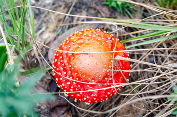 Giant poisonous mushroom in the field in the forest at noon with sunlight seen from above with all its details