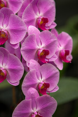Obraz na płótnie Canvas Pink Orchids in a vertical arrangement