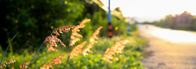 Grass flower in the sunset