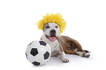 chien american Staffordshire terrier avec ballon de football