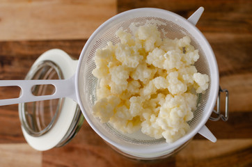 Organic probiotic Milk Kefir grains