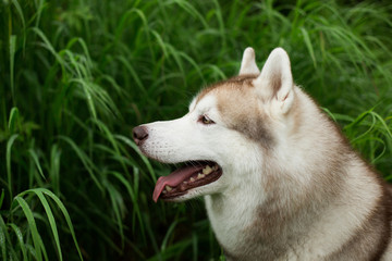 Close-up portrait of beautiful beige dog breed siberian husky with tonque hanging out sitting in the high green grass