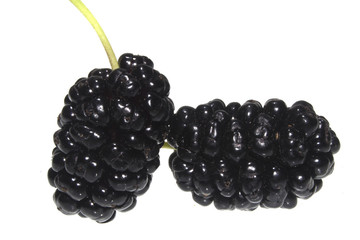 mulberry isolated on white background