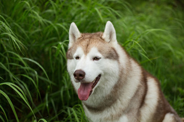 Close-up portrait of gorgeous beige dog breed siberian husky with tonque hanging out sitting in the green forest