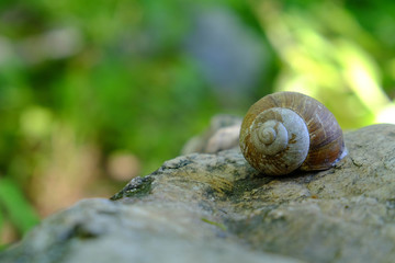 Wald Schnecke