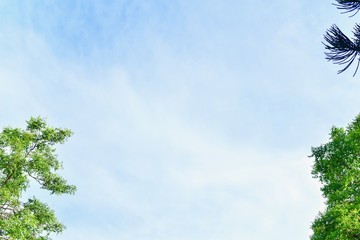 Green Tree Tops Frame on Clear Blue Sky