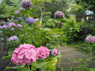 Obraz premium the hydrangea garden