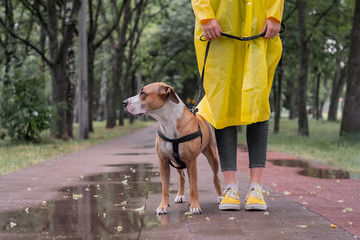 Walking the dog in raincoat on rainy day. Female person and staffordshire terrier dog stand on...