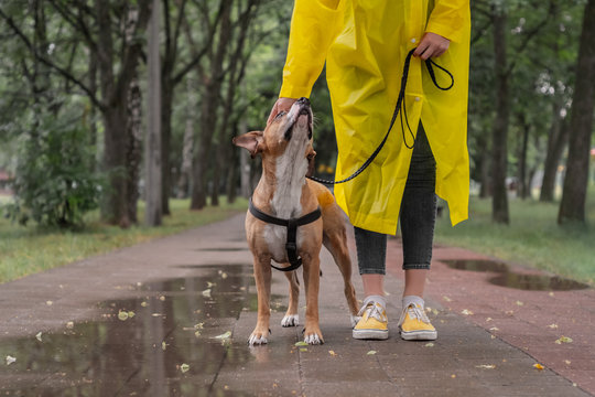 Walking The Dog In Yellow Raincoat On Rainy Day. Female Person And Staffordshire Terrier Dog On A Leash Stand On Pavement In Urban Park In Bad Weather