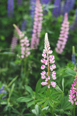 Lupinus, commonly known as lupin or lupine is in the meadow. Flower background