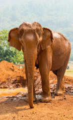 Large male asian elephant in Thailand